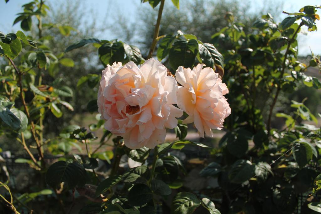 Agriturismo Su Recreu Ittiri Екстериор снимка