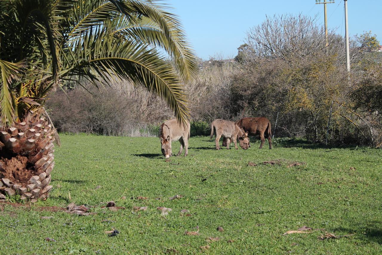 Agriturismo Su Recreu Ittiri Екстериор снимка